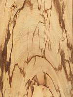 Черепаховое дерево