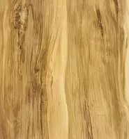 18-S-Индийский шишам