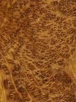 Камфора корень