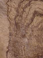 Орех европейский корень