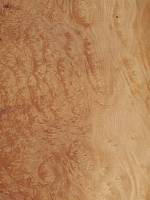 Мадрона корень