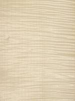 Клен сикаморе