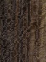 Эвкалипт мореный Frisse