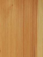 Сосна дуглас