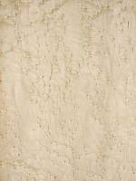 Клен птичий глаз