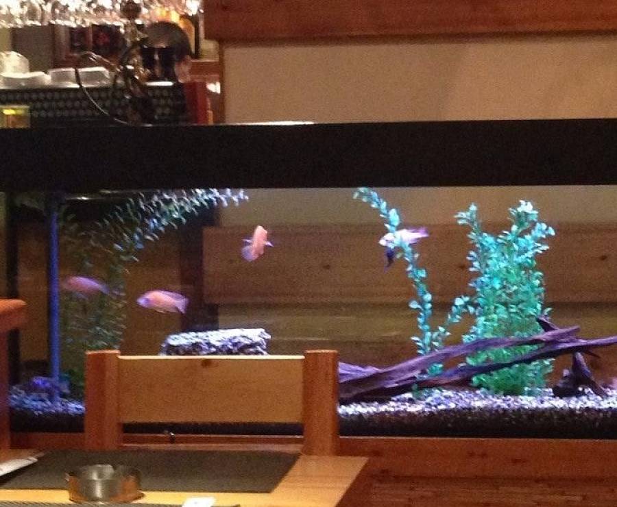 Суши-бар Якитория (Университетский проспект)15