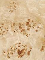 Тополь корень