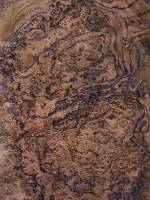 Орех американский корень