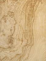 Ясень оливковый корень