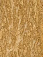 Эвкалипт помеле