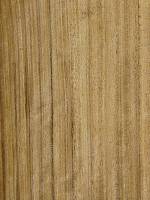 Даниэлла (радиальный)