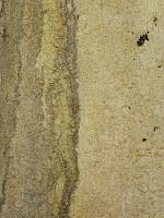 Лаурель корень