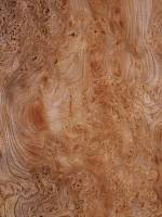 Ильм корень